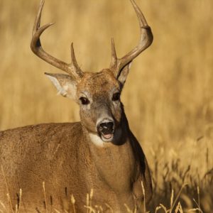Semi-Guided Deer Hunt