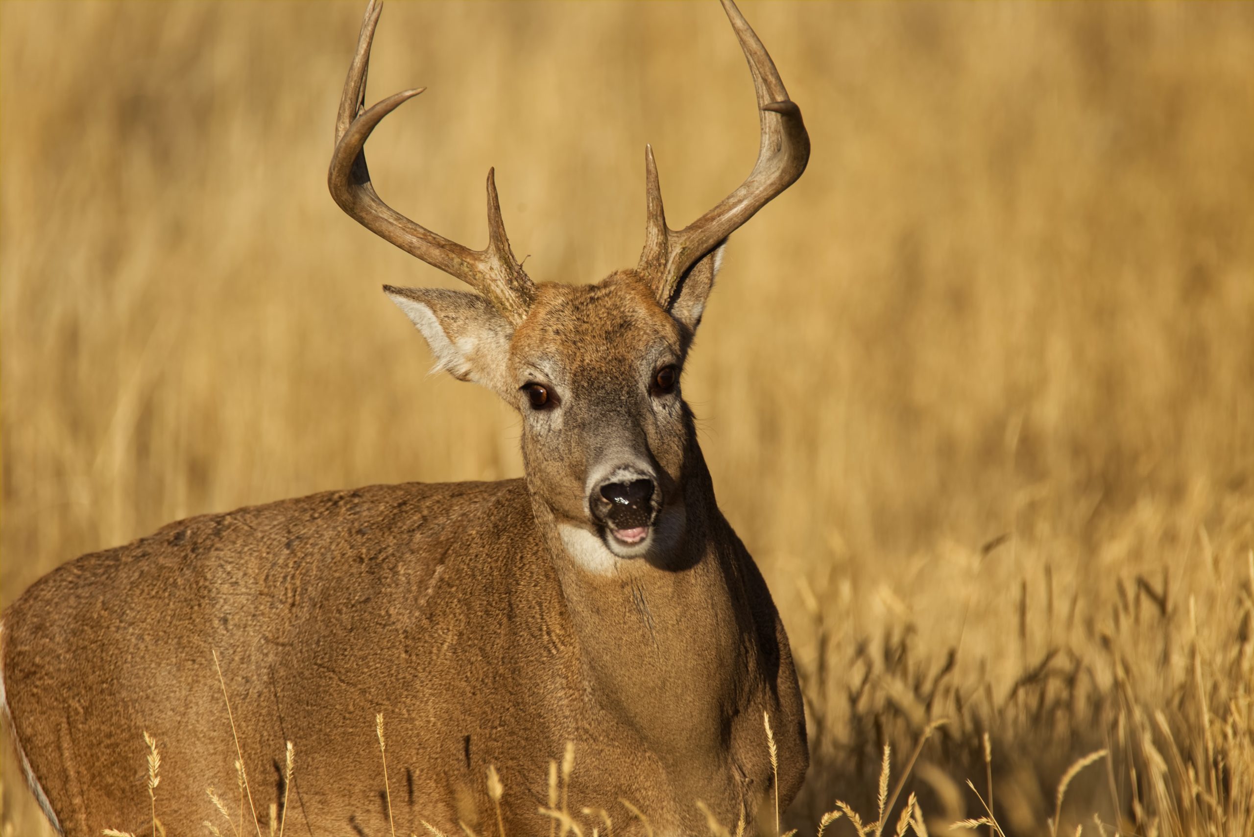 Semi-Guided Deer Hunt