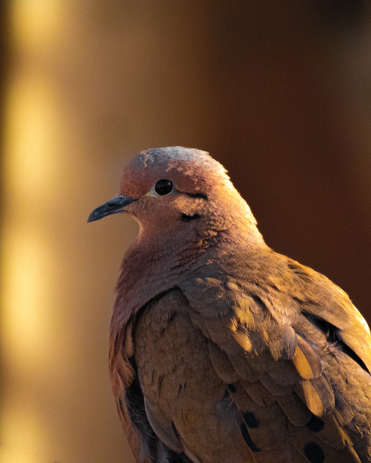 Cast & Blast Dove Season​