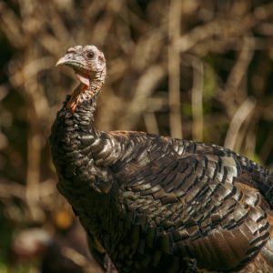 Cast & Blast Spring Turkey Season​